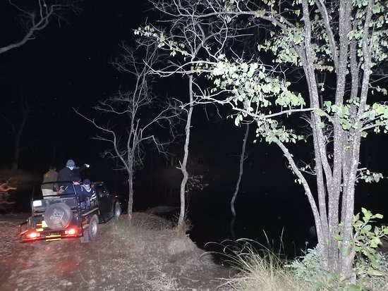 NIGHT SAFARI